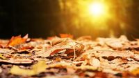 Harmonie podzimní rovnodennosti: svátek Mabon
